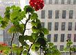 Can Plants Reduce Office Air Pollution?